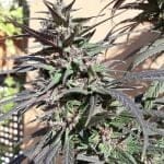 Purple Haze 23 A5 Feminised Seeds - 5-ACEPH23FEM5