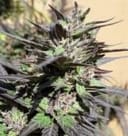 Purple Haze 23 A5 Feminised Seeds - 5-ACEPH23FEM5