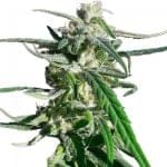 Thai A5 Haze Feminised Seeds - 5-ACETHA5HAZFEM5