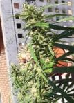 Thai A5 Haze Feminised Seeds - 5-ACETHA5HAZFEM5