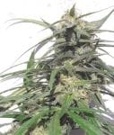 Thai A5 Haze Regular Seeds - 10-ACETHA5HAZREGU10