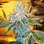 PCG Cookies x Watermelon Zkittlez Feminised Seeds - 3-PCG-CWZ-FEM-3