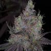 Bruntz Feminised Seeds - 6-PLUG-BRUN-FEM-6