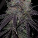 Bruntz Feminised Seeds - 6-PLUG-BRUN-FEM-6