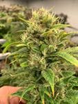 Remedy CBD Feminised Seeds - 10-RSNREMCBD-FEM10