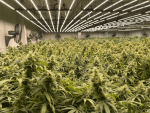 Remedy CBD Feminised Seeds - 10-RSNREMCBD-FEM10
