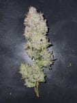 Medtonic CBD Feminised Seeds - 10-RSNMEDTCBD-FEM10