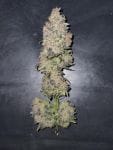 Medtonic CBD Feminised Seeds - 10-RSNMEDTCBD-FEM10