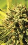Jack Herer Ordinario Semi - 10-HUMB-JHR-10-R