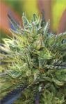 Lemon Kush Regulär Samen - 10-HUMB-LK-10-R