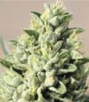 Old Growth OG Regular Seeds - 10-HUMB-OGO-10-R
