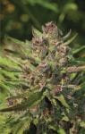 PPD Regular Seeds - 10-HUMB-PPD-10-R
