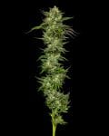 Collie Man Kush Regular Seeds - 10-HUMB-CMK-10-R