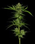 Stoopid Fruits Habitual Semillas - 10-HUMB-STF-10-R