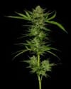 Stoopid Fruits Regular Seeds - 10-HUMB-STF-10-R