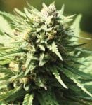 Stoopid Fruits Habitual Semillas - 10-HUMB-STF-10-R