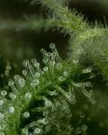Stoopid Fruits Habitual Semillas - 10-HUMB-STF-10-R