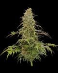 Supafreak Habitual Semillas - 10-HUMB-SPF-10-R