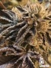 Corleone Kush Regular Seeds-CC-CORKU-REG-10