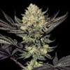 Face Mask Feminised Seeds - 5-G13L-FM-FEM-5