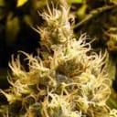 Wonder Woman Regular Seeds - 10-NV-WONDER-REG