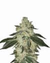 Aurora Indica Auto Feminisiert Saatgut - 5-NV-AI-AUTO