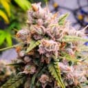 Aurora Indica Auto Feminised Seeds - 5-NV-AI-AUTO