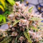 Aurora Indica Auto Feminised Seeds - 5-NV-AI-AUTO