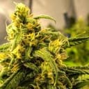 Big Bud Auto Feminised Seeds - 5-NV-BIGBUD-AUTO