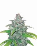 Blue Dream Auto Féminisée Graines - 5-NV-BLDR-AUTO