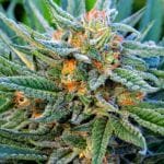 Blue Dream Auto Feminised Seeds - 5-NV-BLDR-AUTO