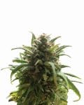 Blue Dream Regulär Samen - 10-NV-BLDR-REG