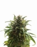 Blue Dream Regulär Samen - 10-NV-BLDR-REG