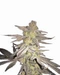 Blueberry Regular Seeds - 10-NV-BLUB-REG