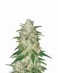 Gelato Auto Feminised Seeds - 5-NV-GEL-AUTO
