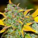 Gelato Auto Feminised Seeds - 5-NV-GEL-AUTO