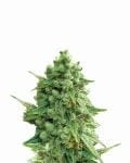 Hawaii Maui Waui Auto Feminised Seeds - 5-NV-HMW-AUTO