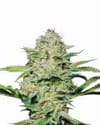 Hindu Kush Feminised Seeds - 5-NV-HINK
