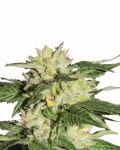 Ice Auto Feminised Seeds - 5-NV-ICE-AUTO