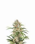 Orange Bud Auto Feminised Seeds - 5-NV-OB-AUTO