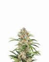 Orange Bud Auto Feminised Seeds - 5-NV-OB-AUTO