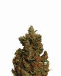 Orange Bud Feminised Seeds - 5-NV-OB