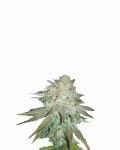 Raspberry Cough Auto Feminised Seeds - 5-NV-RC-AUTO