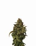 Somango XXL Auto Feminised Seeds - 5-NV-SOMXXL-AUTO