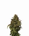 Somango XXL Auto Feminised Seeds - 5-NV-SOMXXL-AUTO