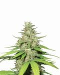 Top 44 Auto Feminised Seeds - 5-NV-T44-AUTO