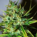 Top 44 Regular Seeds - 10-NV-T44-REG