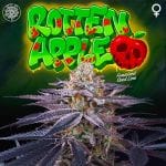 Rotten Apple Feminised Seeds - 6-PTS-ROTAPP-FEM-6