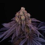 Red Red Wine Feminised Seeds - 6-PTS-RRW-FEM-6