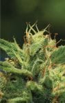 Humboldt Sour Diesel Feminised Seeds-HUMB-HSC-F